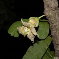 Crescentia cujete L.